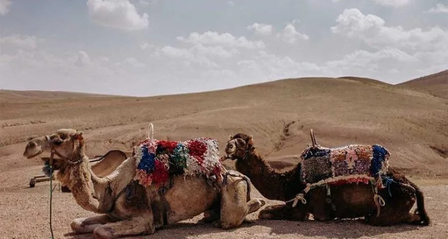 Camel ride and dinner in the Agafay desert