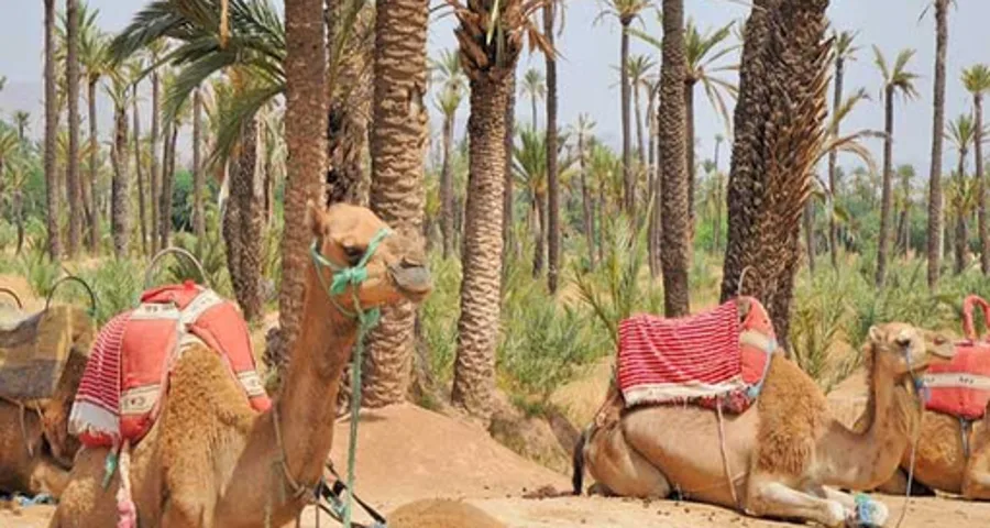 Camel ride in the Marrakech palm grove