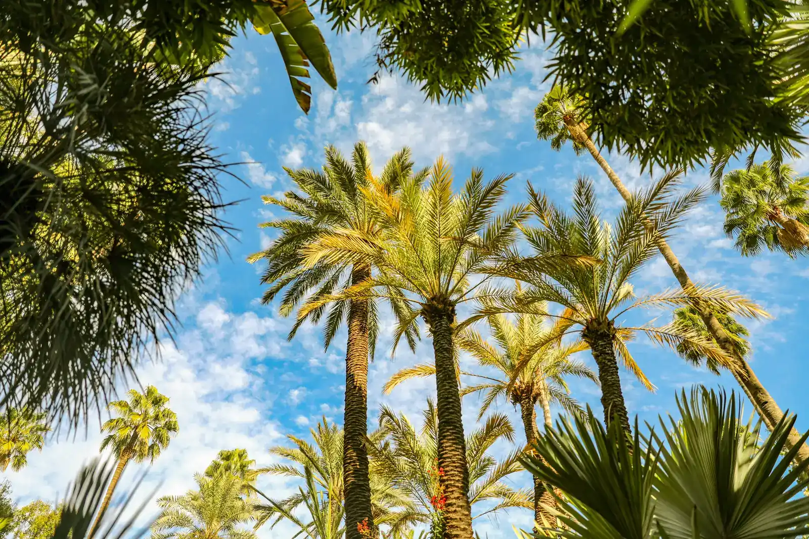 Palmiers sous le ciel bleu de Marrakech
